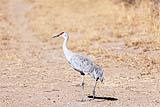 Sandhill Crane Bosque New Mexico Dec 2020